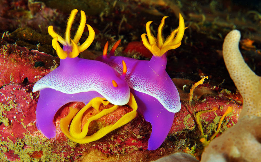 Tenggol-Nudibranch